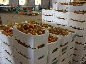 Fruit and Vagetable Box_副本.jpg